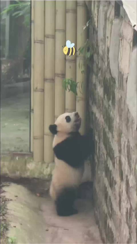 墙都快被扒出洞啦！小月亮这越狱的心藏不住啦，姨姨们～哪个拉我一把呀