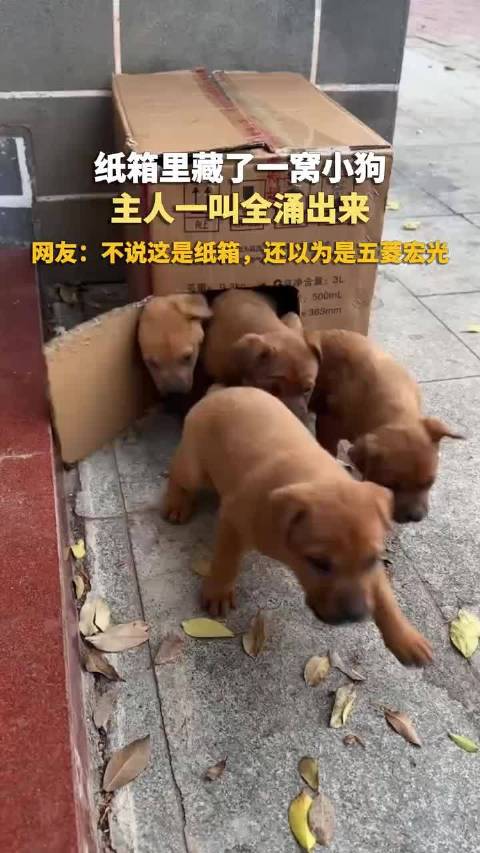 纸箱藏小狗一窝涌出,网友戏称似五菱宏光