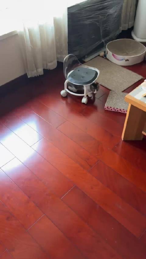 幼犬仔仔与墩墩灰灰互动,魏鸿分享铲屎官日常