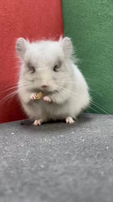 带紫银斑长毛龙猫mm