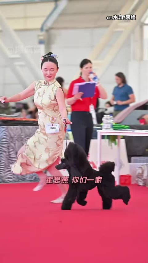 就凭霍思燕救了珍珠 我都能粉她一辈子啊 中华犬