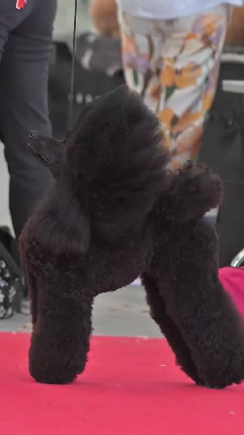 霍思燕爱犬霍蜜蜡获意大利世界杯犬展青年冠军