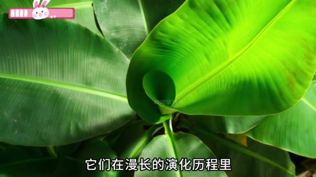 蝴蝶与植物的无间道，到底谁才是最终赢家？ （二）