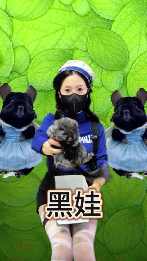 少见的小龙猫～龙猫成都龙猫谷
