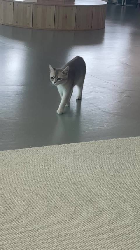 译哥给你看看小猫