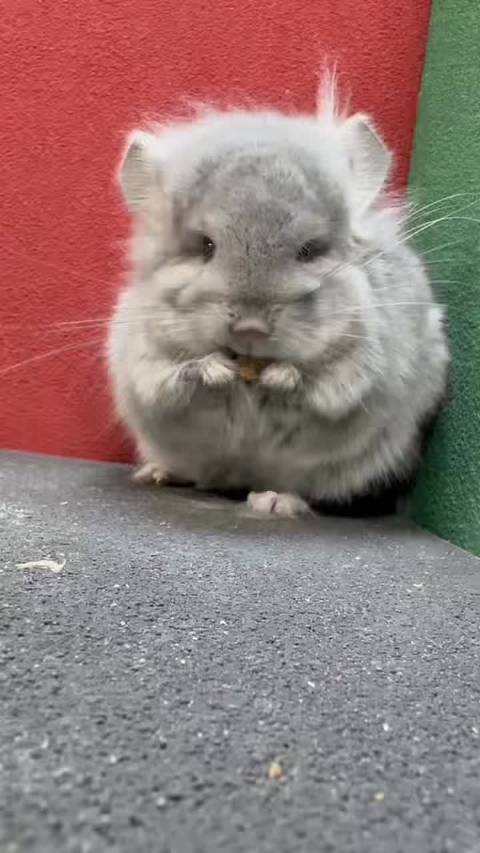 带紫蓝灰长毛龙猫dd