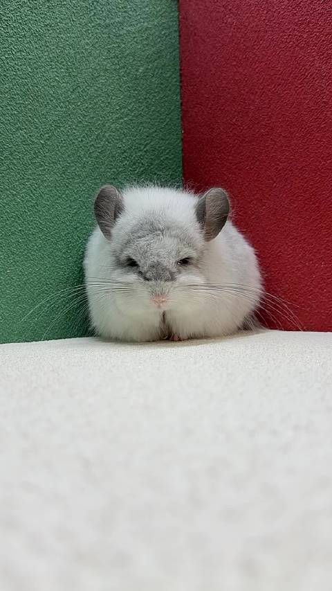 银斑长毛龙猫dd