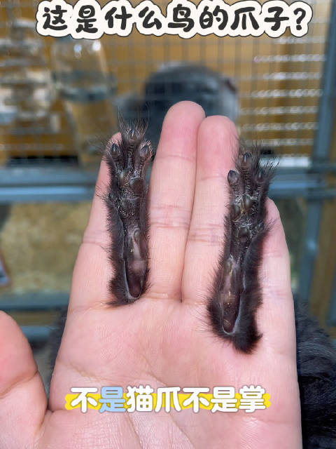 黑熊精偷袈裟被砍断