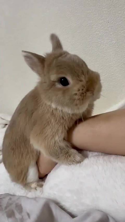 抱着 萌宠