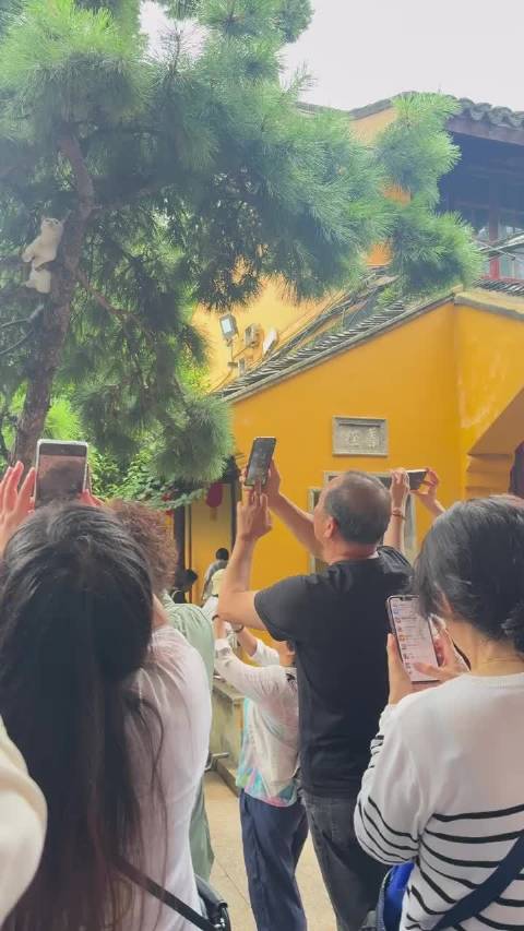 上海龙华寺顶流猫傲视人群