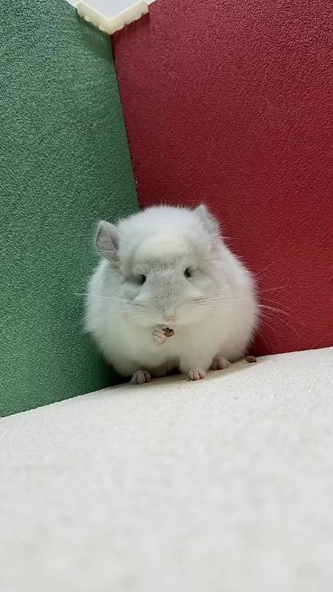 带蓝紫斑长毛龙猫mm