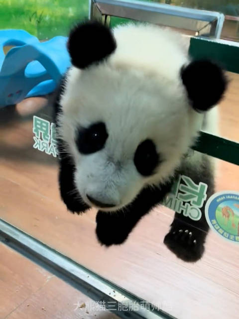 百看不厌的妹猪名场面越狱，翻窗口翻着翻着就长大了，(大熊猫三胞胎萌帅酷)