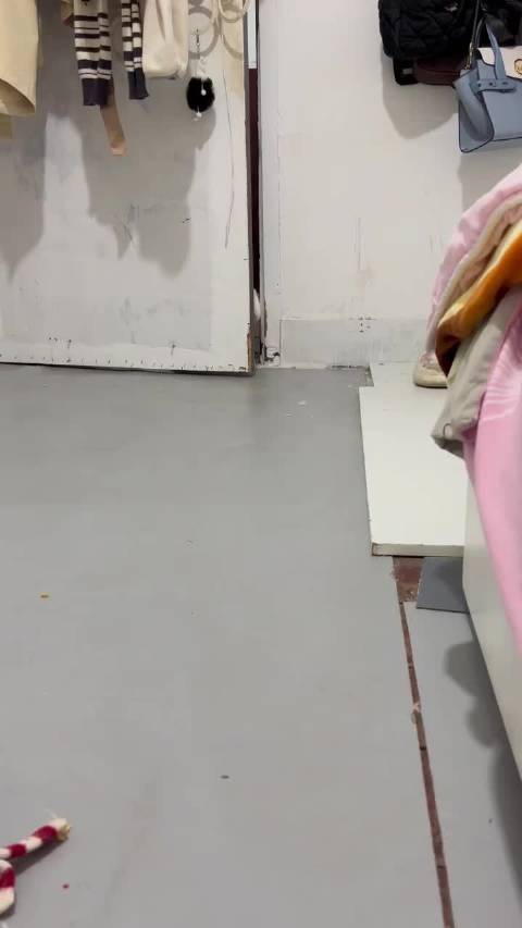 兔兔的日常