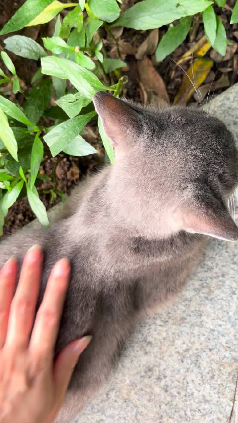 摸到黑豹了