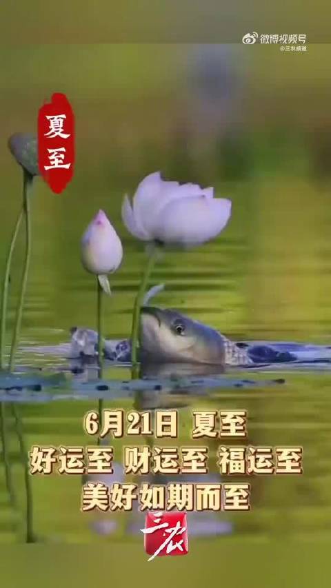 成毅献唱夏至主题曲，寄语粉丝沐光而行