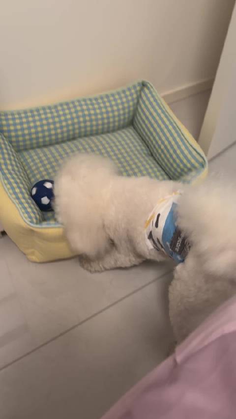仔仔喜欢玩小球 看小球