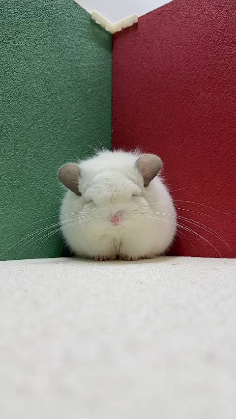 丝绒纯白紫斑长毛龙猫dd