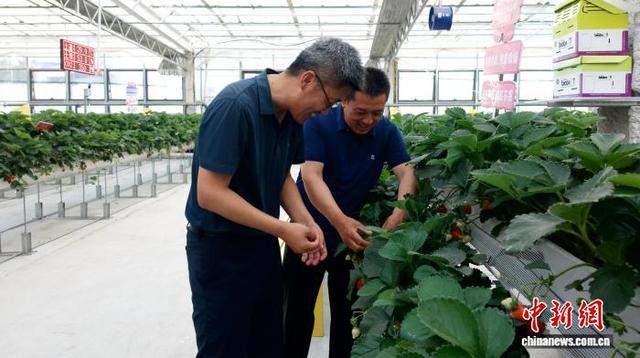 近日,新疆塔城市二工镇某草莓采摘园内,王志刚(左一)正在对农户(右一)进行技术指导。中新网记者 李嘉薇 摄