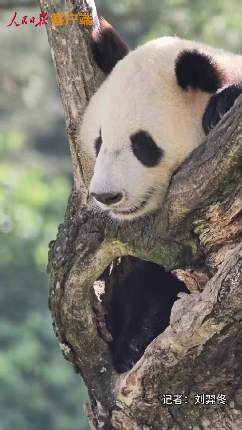 身手不凡~功夫熊猫大秀爬树技艺