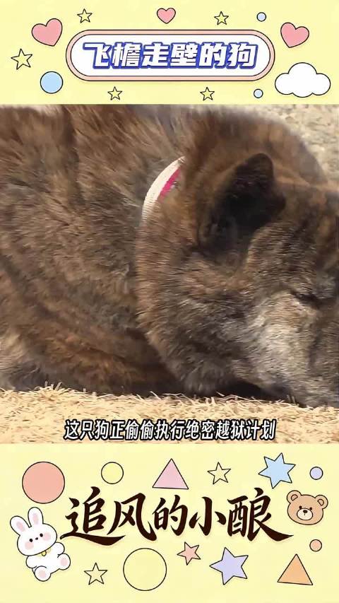 珍岛犬苦练5年越狱，花式翻墙看懵主人！