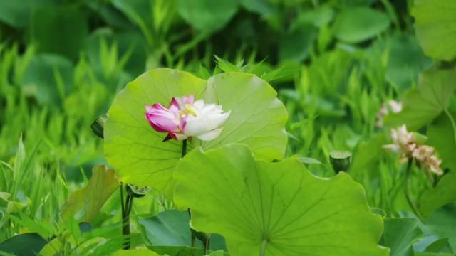 伴成毅歌声赏双色莲
