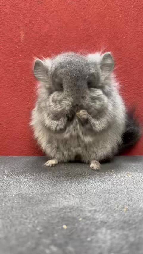 带紫标灰长毛龙猫mm
