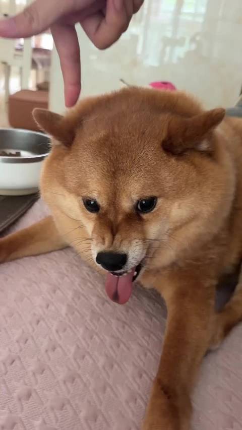 你咋了仔仔