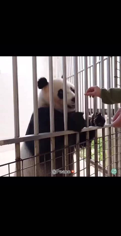乔乔：你说，我听，我俩孩子口碑怎么样！