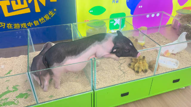 一只想越狱的小猪，生无可恋的样子，小鸟叽叽喳喳，小兔子好安逸
