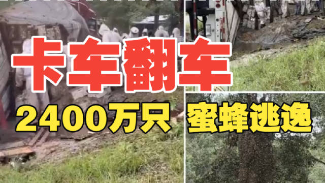 美国得州卡车翻车致2400万只蜜蜂逃逸,社区紧急封锁