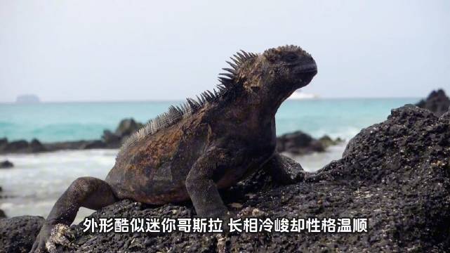 加拉帕戈斯海鬣蜥：唯一海洋觅食蜥蜴，潜水二十米食藻