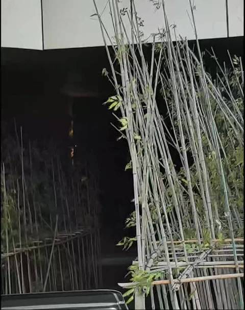 周柯宇音乐节造型亮相，推理节目录制顺利