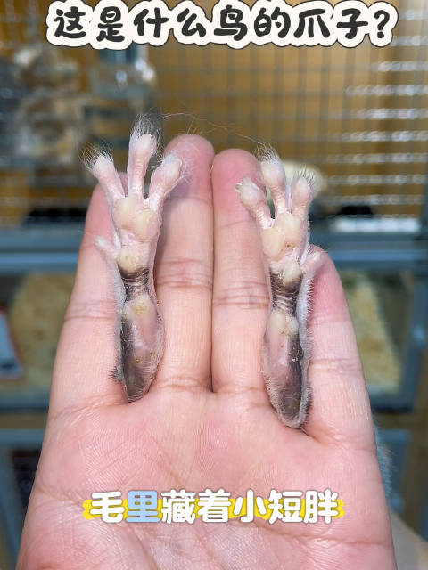 如此对称的爪子，找不到第二双！