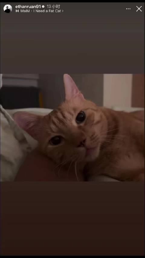 听说，猫咪吐舌头是因为觉得自己很可爱，故意讨好主人