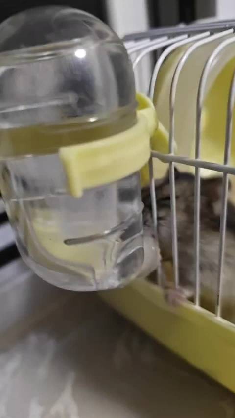 鼠鼠一直在咬笼子，咬喝水的东西，是不是想越狱！