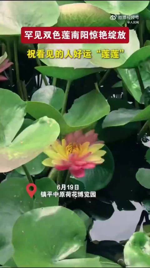 河南南阳现罕见双色莲，半红半黄惊艳绽放