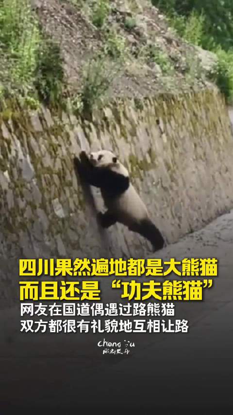 四川遍地都是大熊猫实锤了