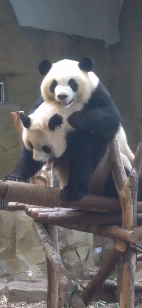 狮子王觉醒