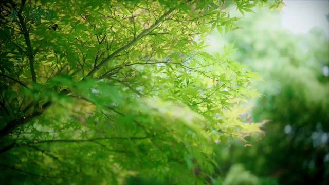 阿萨姆茉莉奶绿低糖新品上市，合肥活动抽福州音乐会门票