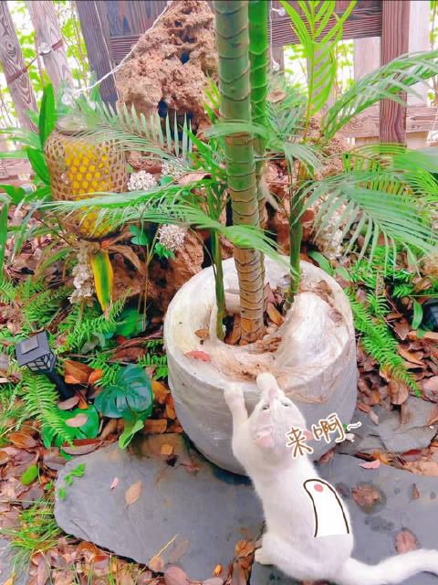 喵生信条：玩就完事