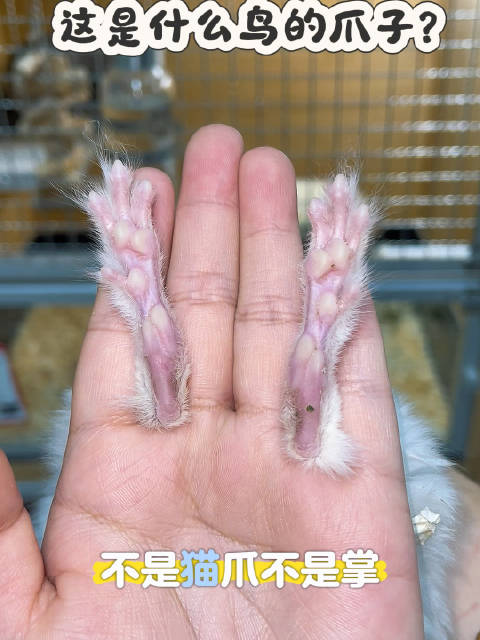 这样的爪子谁看了不迷糊啊？