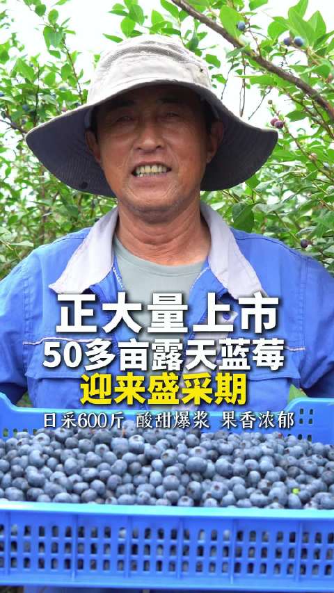 合肥蓝宝石口感夯爆了