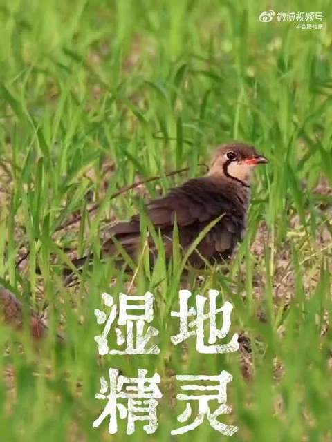 合肥湿地现普通燕鸻，夏候鸟如约而至