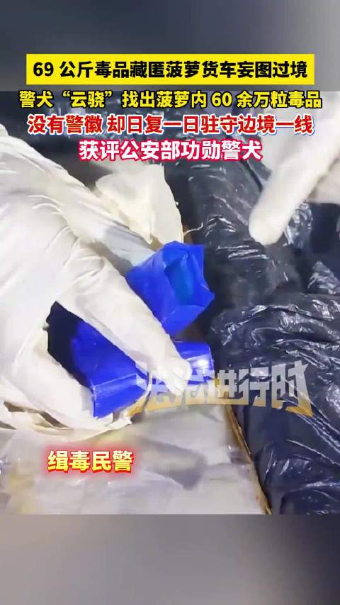 警犬拦下藏69公斤毒品菠萝车