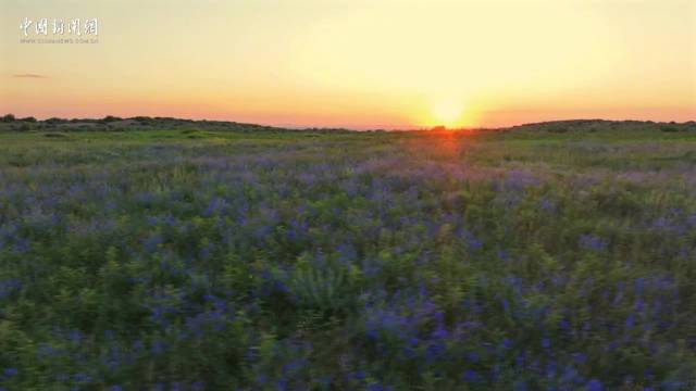 经纬夜话：一定要去盛夏的草原看鲜花烂漫