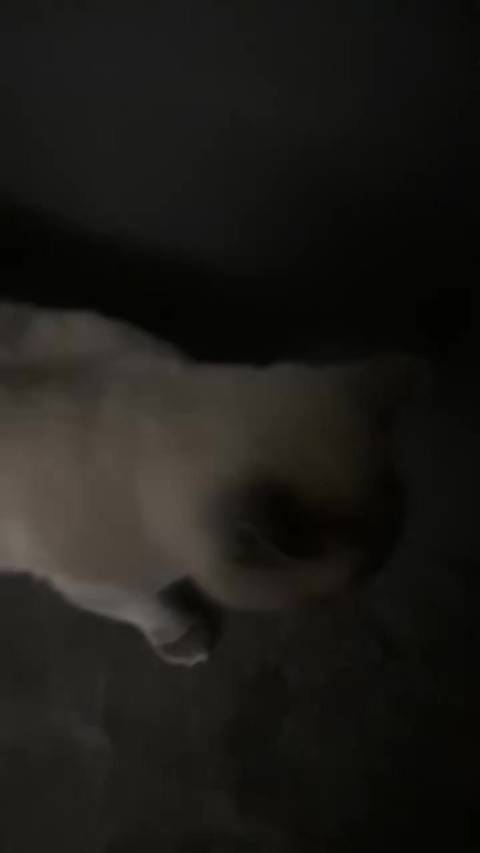皮卡：在妈面前变成好脾气的小犟种
