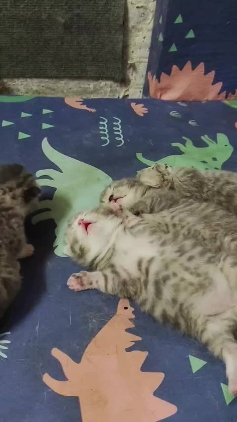 小奶猫睡觉都挺放松的