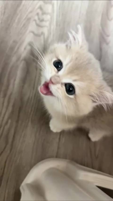 小猫生气表情直白可爱，喜怒全挂脸