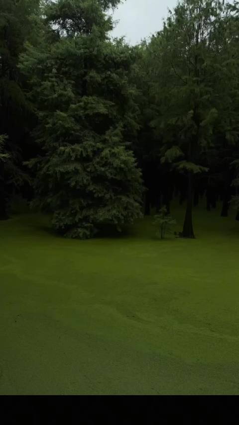 全红婵杭州青山湖游玩状态引关注