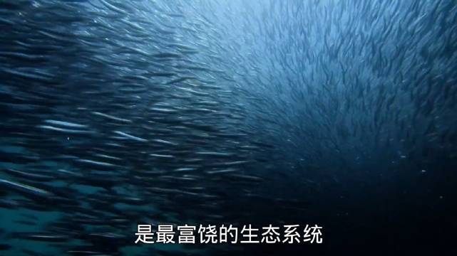 一群海狮对鳀鱼群的争夺，差点由饕餮盛宴变成悲剧